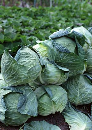 地域に愛される老舗弁当店「つるや」：こだわりのお弁当と魅力的なサービス紹介